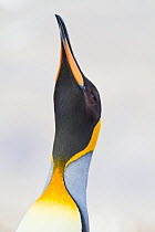 King Penguin (Aptenodytes patagonicus patagonicus) displaying, St. Andrews Bay, South Georgia.