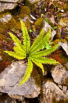 Hard fern (Blechnum sp) growing on mossy scree near Schynige Platte,Bernese Oberland alpine region, Switzerland, October.