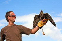 Peregrine falcon (Falco peregrinus) with trainer, Somerset, England, UK, August 2012.