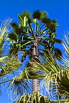 Phonemast disguised as palm tree, Palm Springs, California, USA, June 2012.