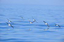 Manx Shearwater (Puffinus puffinus) group in flight skimming low over the sea, off coast of Anglesey, North Wales, UK.