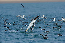Diving Gannet (Morus bassanus) with Manx Shearwaters (Puffinus puffinus) feeding at the surface, south coast of Anglesey, North Wales, UK.