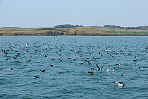 Manx Shearwater (Puffinus puffinus) flock feeding on the surface. South coast of Anglesey, North Wales, UK.