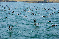 Manx Shearwater (Puffinus puffinus) flock feeding on the surface, south coast of Anglesey, North Wales, UK.