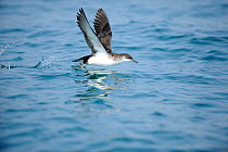 Manx Shearwater (Puffinus puffinus) taking off from calm sea, south coast of Anglesey, North Wales, UK.