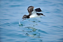 Manx Shearwater (Puffinus puffinus) taking off from calm sea, south coast of Anglesey, North Wales, UK.