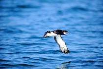 Manx Shearwater (Puffinus puffinus) in flight low over the sea, south coast of Anglesey, North Wales, UK.