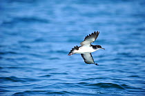 Manx Shearwater (Puffinus puffinus) in flight low over the sea, South coast of Anglesey, North Wales, UK.