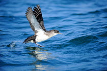 Manx Shearwater (Puffinus puffinus) taking off from the sea, off south coast of Anglesey, North Wales, UK.