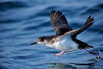 Manx Shearwater (Puffinus puffinus) taking off from the sea, of the south coast of Anglesey, North Wales, UK.