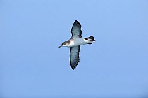 Manx Shearwater (Puffinus puffinus) in flight, off south coast of Anglesey, North Wales, UK.
