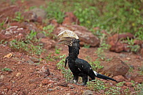 Silvery cheeked hornbill (Bycanistes brevis) foraging for insects on ground, Lake Manyara, Tanzania.