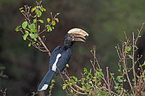 Silvery cheeked hornbill (Bycanistes brevis) perched in tree, Lake Manyara, Tanzania.
