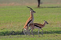 Thomson's gazelles (Eudorcas thomsonii) mating, Serengeti, Tanzania.