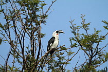 Von der Deckens Hornbill (Tockus deckeni) female perched in tree, Tarangire, Tanzania.
