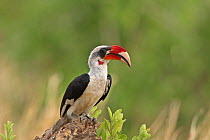 Von der Deckens Hornbill (Tockus deckeni) male perched in tree, Tarangire, Tanzania.