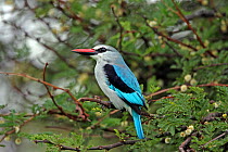 Woodland Kingfisher (Halcyon senegalensis) perched in tree, Serengeti, Tanzania.