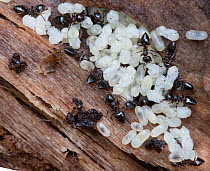 Acrobat Ants (Crematogaster) with larvae and pupae, near Bear Mountain, Orange County, New York State, USA, June.