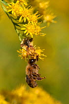 Ambush Bug (Phymata) eating honey bee it has captured, Morris Arboretum, Philadelphia, Pennsylvania, USA, August.