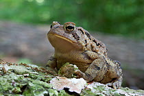 American Toad (Anaryxus americanus) in leaf litter,  Fairmount Park, Wissahickon, Philadelphia, Pennsylvania, USA, June.