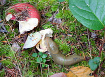 Banana Slug (Ariolimax columbianus) eating Russula mushroom, Anacortes, Skagit County, Washington, USA, September.
