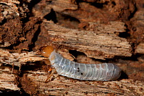 Bess beetle larva (Odontotaeniius disjunctus) in rotten log, Schuylkill Center, Philadelphia, Pennsylvania, USA, July.
