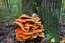 Chicken-of-the woods (Laetiporus sulphureus) edible shelf fungus, Hopewell Furnace, National Historic Site, Philadelphia, Pennsylvania, USA, October.