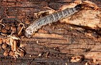 Dead-Wood Borer Moth (Scoleocampa liburna) caterpillar in rotten log, Montgomery County, Washington, USA, August.