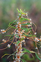 Dodder (Cuscuta) parasitic plant on Goldenrod (Solidago) Bloomfield Farm, Morris Arboretum, Philadelphia, Pennsylvania, USA, August.