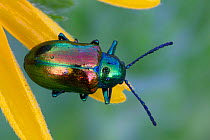 Dogbane Beetle (Chrysochus auratus) on Black-eyed Susan (Rudbeckia hirta) Houston Meadow, Wissahickon Park, Philadelphia, Pennsylvania, USA, June.