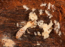 Eastern Subterranean Termite (Reticulitermes flavipes) worker, with larvae and eggs in rotten log, French Creek State Park, Philadelphia, Pennsylvania, USA, August.