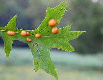 Gall (Polystepha pilulae) on Pin Oak (Quercus palustris)  Morris Arboretum, Philadelphia, Pennsylvania, USA, August.