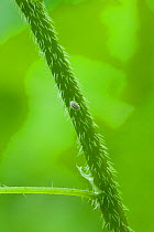 Mealy bugs on Wood Nettle (Laportea canadensis)  urticating hairs, Fairmount Park, Wissahickon, Philadelphia, Pennsylvania, USA, May.