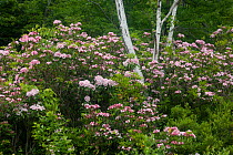 Mountain Laurel (Kalmia latifolia) Minnewaska State Park Preserve; Shawangunk Mountain ridge; Ulster County, New York, USA, June.