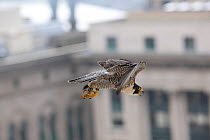 Peregrine Falcon (Falco peregrinus) in flight over city hall, Philadelphia, Pennsylvania, USA, May.