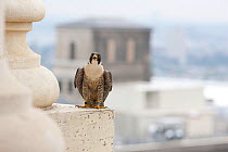 Peregrine Falcon (Falco peregrinus) perched on City Hall, Philadelphia, Pennsylvania, USA, May.