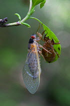 Periodical Cicada (Magicicada septendecim) recently metamorphosed, Bear Moutain, Orange County, New York, USA, June.