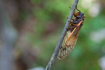 Periodical Cicada (Magicicada septendecim) infected with pathogenic fungus (Massospora cicadina) Bear Mountain, Orange County, New York, USA, June.