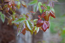 Poison Ivy (Toxicodendron radicans) Schuylkill Center, Philadelphia, Pennsylvania, USA, April.