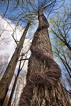 Poison Ivy (Toxicodendron radicans) climbing round tree trunk, Schuylkill Center, Philadelphia, Pennsylvania, USA, April.