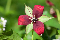 Red Trillum (Trillium erectum) Fairmount Park, Wissahickon Creek, Philadelphia, Pennsylvania, USA, May.