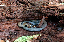 Ring-necked Snake (Diadophis punctatus) inside rotten log, near Bear Mountain, Orange County, New York, USA, June.