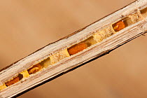 Cross-section of Goldenrod stalk showing Small Carpenter Bee (Ceratina sp) nest with larvae and pollen ballsk, Philadelphia, Pennsylvania, USA, July.