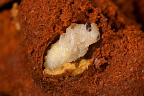 Sweat Bee pupa (Augochlora pura) hibernating in rotten log, Schuylkill Centre, Philadelphia, Pennsylvania, USA, June.