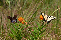 Eastern tiger swallowtail (Papilio glaucus) and Spicebush Swallowtail (Papilio troilus) on butterfly weed, French Creek State Park, Berks County, Pennsylvania, USA, August.