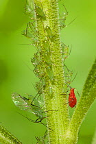 Uroleucon aphids (Uroleucon spp) two species on goldenrod, Wissahickon Park, Philadelphia, Pennsylvania, USA, July.