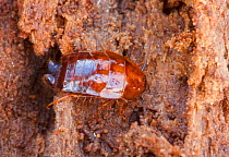 Wood Cockroach (Parcoblatta) in rotten log, Wissahickon, Fairmount Park, Philadelphia, Pennsylvania, USA, December.