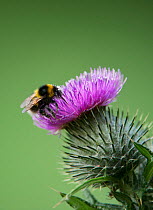 Early bumblebee (Bombus pratorum) collecting pollen from a thistle flower. Washington, Tyne and Wear, UK.