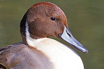 Male Pintail (Anas acuta) captive at Barn Elms Wildfowl and Wetlands Trust, October