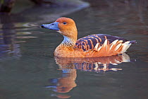 Fulvous whistling-duck (Dendrocygna bicolor), captive, native to The Americas, East Africa, South Asia.